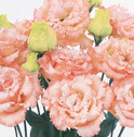 Lisianthus - Voyage