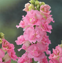 Snapdragon Legend double