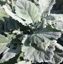 Dusty Miller New Look