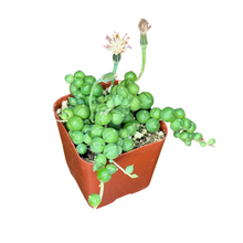 Load image into Gallery viewer, Flow State - 2&quot; String of Pearls - Succulent Hanging Plant
