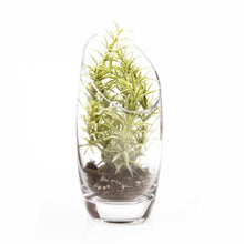 Load image into Gallery viewer, Chive - Glass Terrarium Bowl
