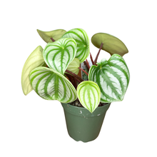 Load image into Gallery viewer, Flow State - Watermelon Peperomia - Peperomia Argyreia
