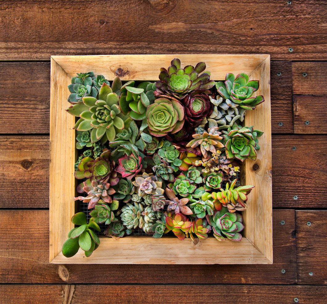 SuperMoss - Sphagnum Moss Living Frame