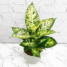 10'' Dieffenbachia Sublime