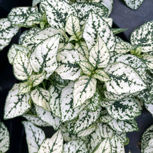 Load image into Gallery viewer, Thorsen&#39;s Greenhouse - White Splash Plant - 4&quot; Live Plant
