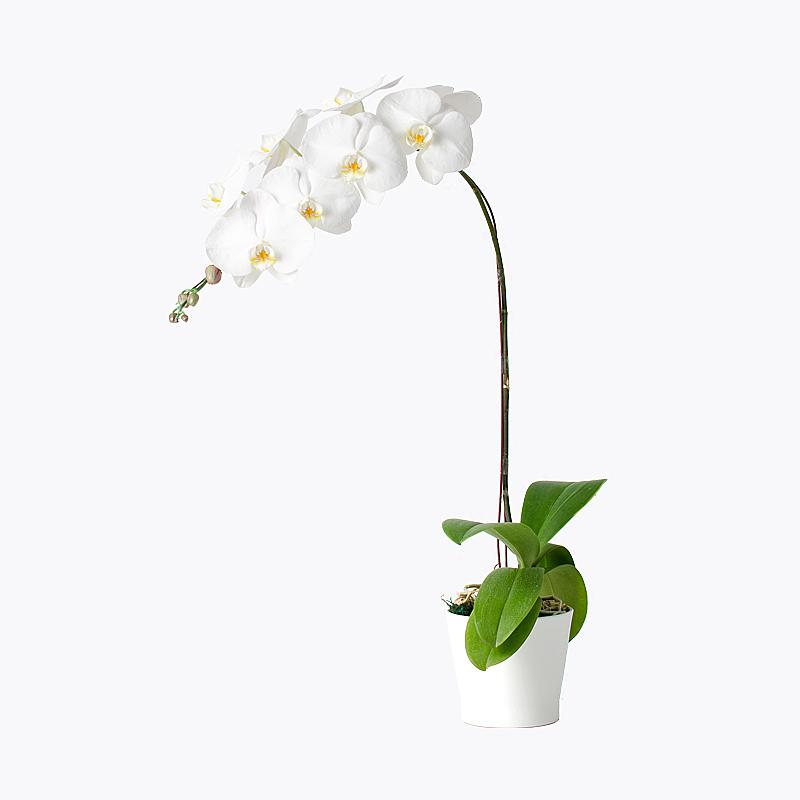 Phalaenopsis Triple Spike (All White)