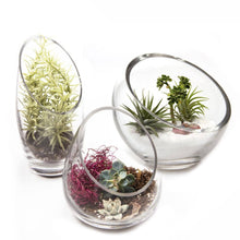 Load image into Gallery viewer, Chive - Glass Terrarium Bowl
