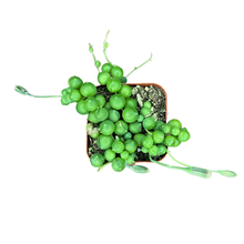 Load image into Gallery viewer, Flow State - 2&quot; String of Pearls - Succulent Hanging Plant
