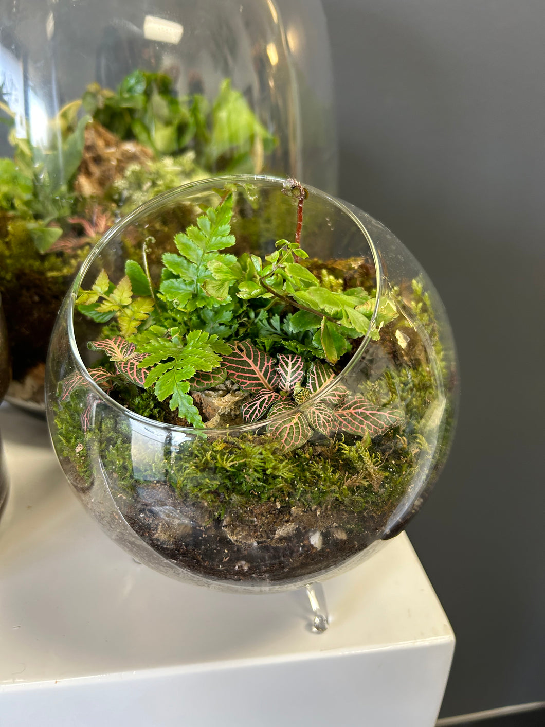 Designed Terrariums/ Planters