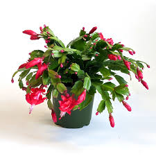 Christmas Zygocactus 2.5 in