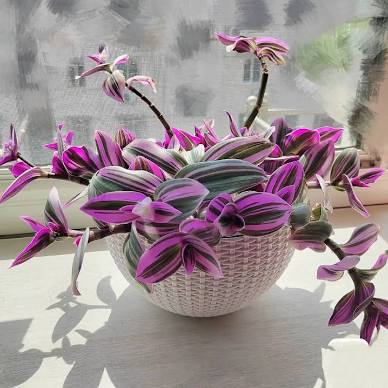 Tradescantia Bubblegum 4in