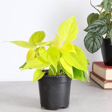 Load image into Gallery viewer, Thorsen&#39;s Greenhouse - Lemon Lime Philodendron - 4&quot; Live Plant
