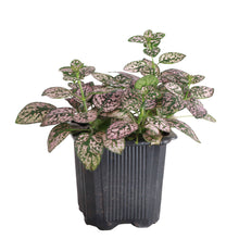 Load image into Gallery viewer, Thorsen&#39;s Greenhouse - Pink Splash Plant - Live Plant: 3&quot; Pot
