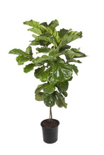 Load image into Gallery viewer, Ficus Lyrata (Fiddle Leaf Fig)
