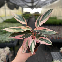 Load image into Gallery viewer, Thorsen&#39;s Greenhouse - Stromanthe Triostar - 4&quot; Live Plant
