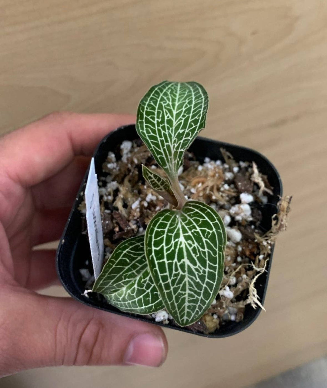 Flow State - Ludochilus Poly - Jewel Orchid