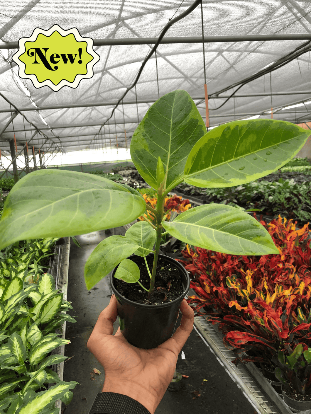 House Plant Wholesale - Ficus Yellow Gem 4-in
