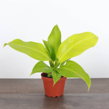 Load image into Gallery viewer, Thorsen&#39;s Greenhouse - Moonlight Philodendron - 4&quot; Live Plant
