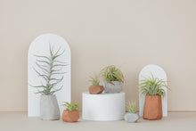 Load image into Gallery viewer, The Plant Supply - Air Plant Holders (Set of 3) | modern airplant pot: 3 Color Variety Pack
