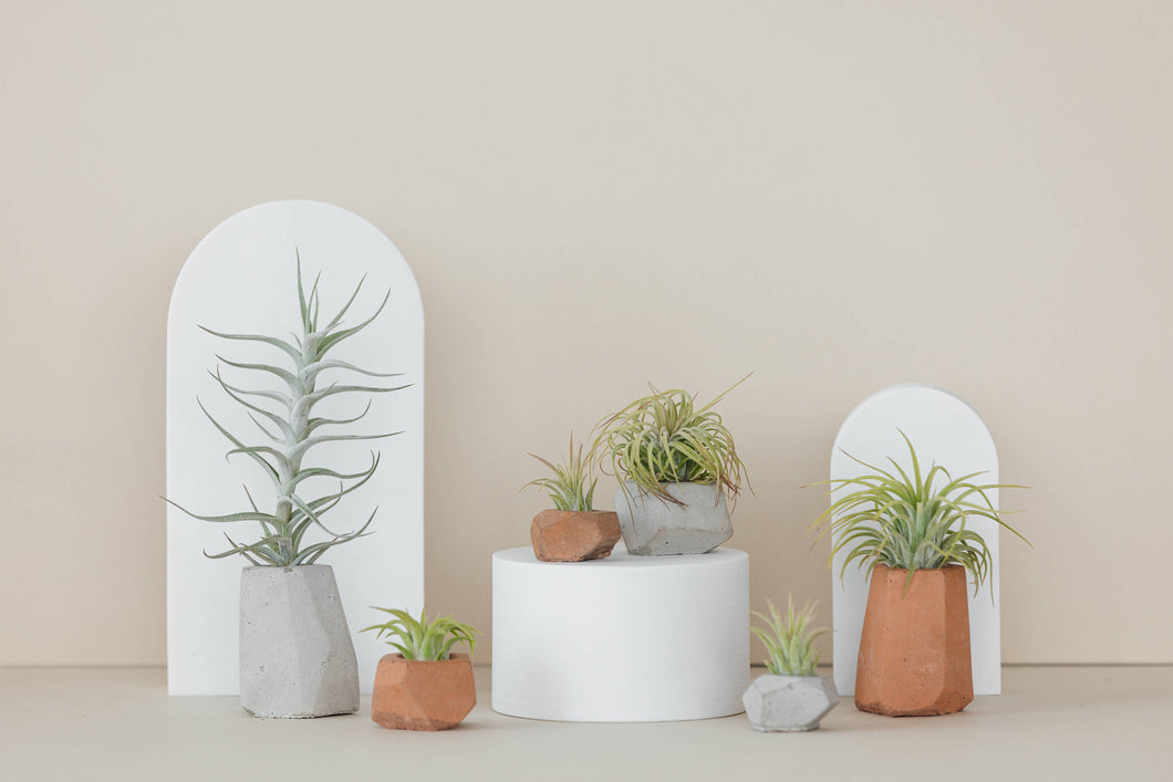 The Plant Supply - Air Plant Holders (Set of 3) | modern airplant pot: 3 Color Variety Pack