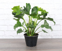 Load image into Gallery viewer, Thorsen&#39;s Greenhouse - Philodendron Hope - 6&quot; Live Plant
