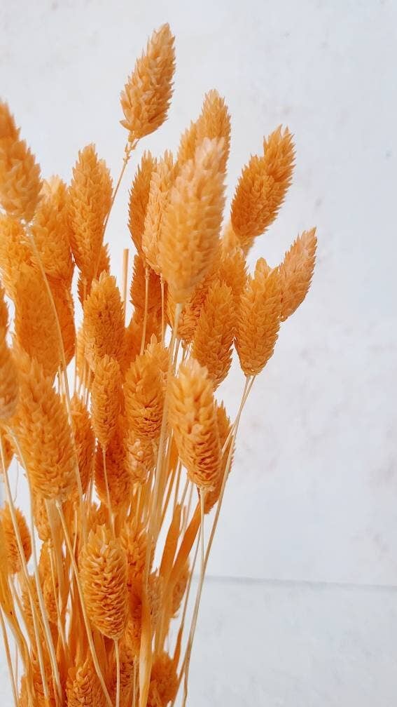 MY BOUQUETS - Dried Phalaris Grass 40 pcs, Orange Phalaris, Dried Flowers,