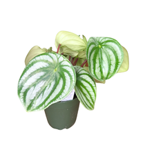 Load image into Gallery viewer, Flow State - Watermelon Peperomia - Peperomia Argyreia
