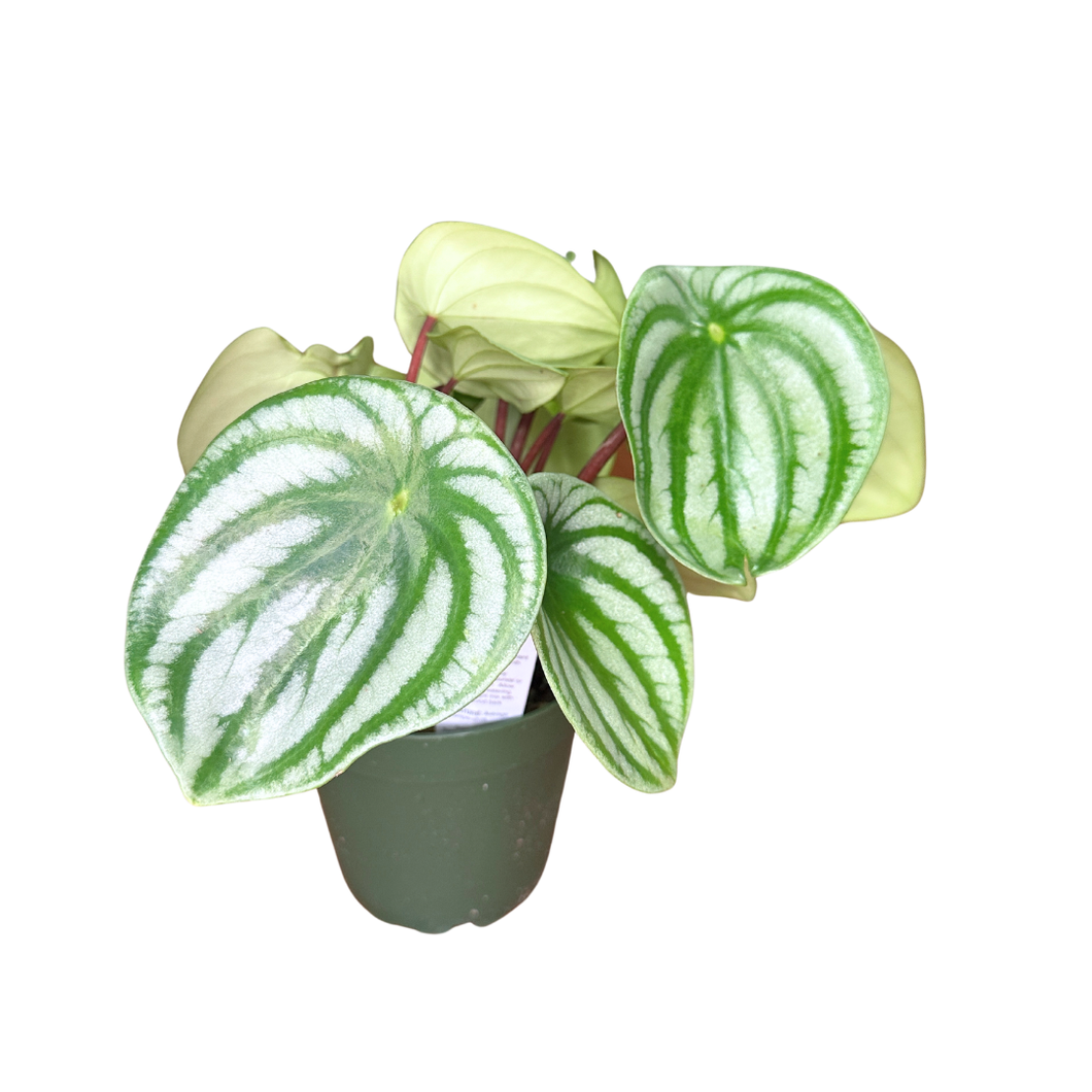 Flow State - Watermelon Peperomia - Peperomia Argyreia