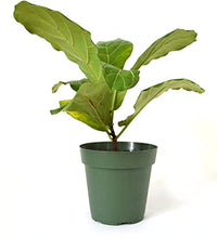 Load image into Gallery viewer, Ficus Lyrata (Fiddle Leaf Fig)
