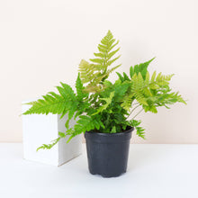 Load image into Gallery viewer, Thorsen&#39;s Greenhouse - Autumn Fern - 4&quot; Live Plant
