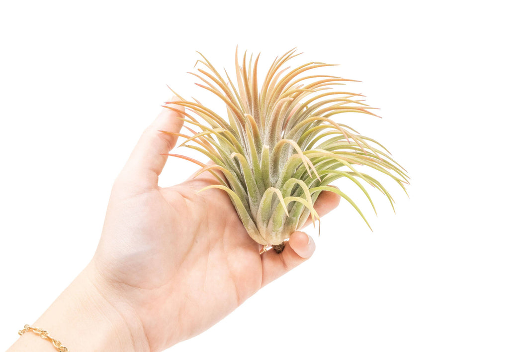 Air Plant Shop - XL Tillandsia Ionantha Rubra Air Plants