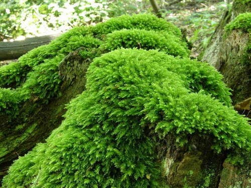 The Bryophyta Nursery - Terrarium Fern Moss aka Thuidium Delicatulum with Phytosanit: 5x5cm Moss