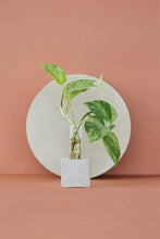 Load image into Gallery viewer, The Plant Supply - Propagation Vase: Raw Concrete
