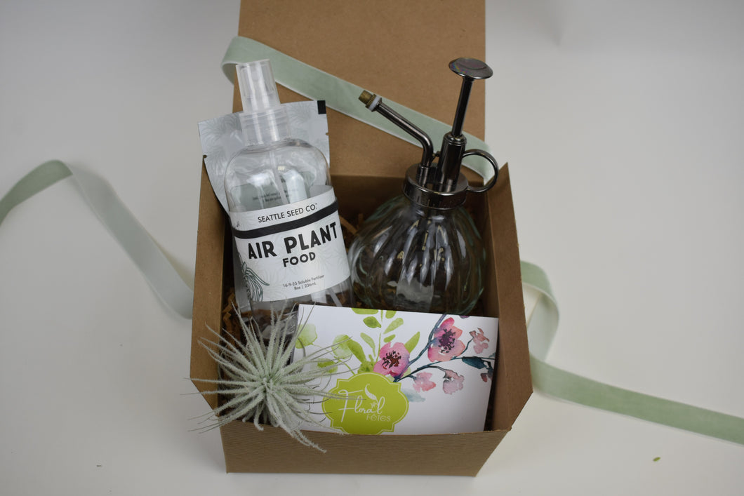 Airplant Gift Set