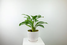 Load image into Gallery viewer, 6&#39;&#39; Lush Tropical Plant in Decorative Planter
