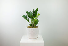Load image into Gallery viewer, 6&#39;&#39; ZZ Plant in Decorative Planter
