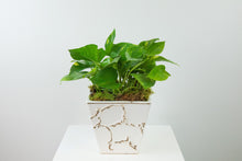 Load image into Gallery viewer, 6&#39;&#39; Trailing Plant in Decorative Planter
