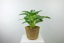 Load image into Gallery viewer, 6&#39;&#39; Lush Tropical Plant in Decorative Planter
