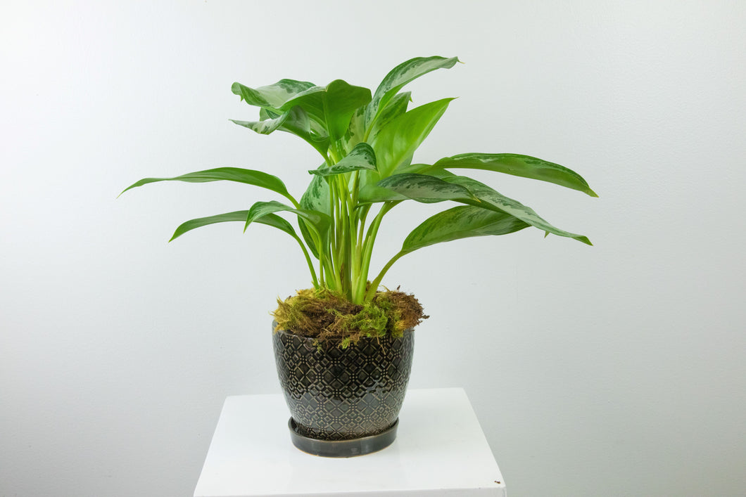 6'' Lush Tropical Plant in Decorative Planter