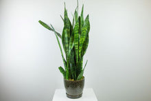 Load image into Gallery viewer, 6&#39;&#39; Snake Plant in Decorative Planter
