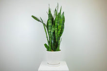 Load image into Gallery viewer, 6&#39;&#39; Snake Plant in Decorative Planter
