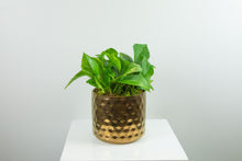 Load image into Gallery viewer, 6&#39;&#39; Trailing Plant in Decorative Planter
