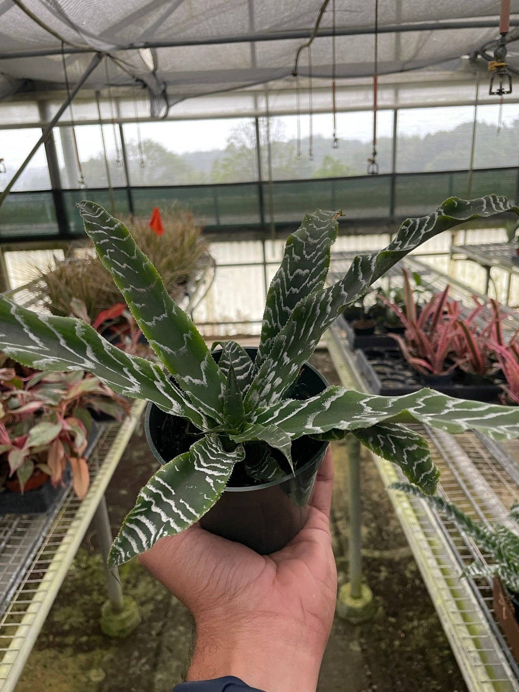 House Plant Wholesale - Cryptanthus 'Betty'