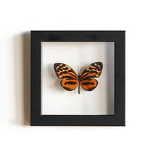 Load image into Gallery viewer, Blue Ocean Traders - Peru Butterfly Mixed Species: Small

