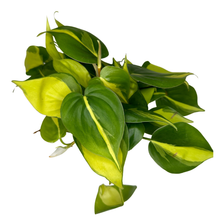 Load image into Gallery viewer, Flow State - 4&quot; Philodendron Brasil - Lush Trailing Plant
