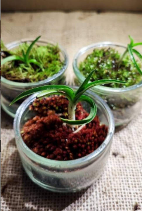 3 Tiny moss terrarium with their orchids, home decorations - The Bryophyta Nursery -