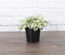 Load image into Gallery viewer, Thorsen&#39;s Greenhouse - White Splash Plant - 4&quot; Live Plant
