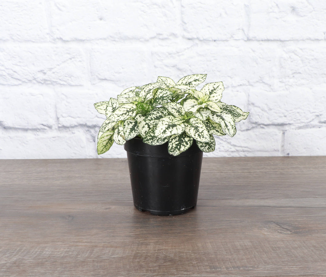 Thorsen's Greenhouse - White Splash Plant - 4