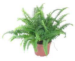 4'' Boston Fern Medusa