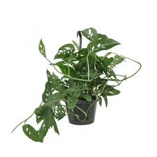 6'' Philodendron Swiss Cheese